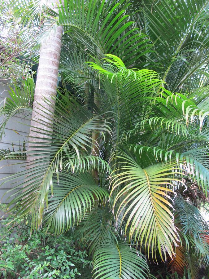 Melaleuca Caravan Park Port Macquarie Buitenkant foto